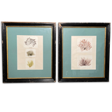 Pair of Early Victorian Seaweed Pressings in Antique Frames
