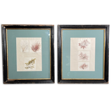 Pair of Early Victorian Seaweed Pressings in Antique Frames
