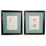 Pair of Early Victorian Seaweed Pressings in Antique Frames