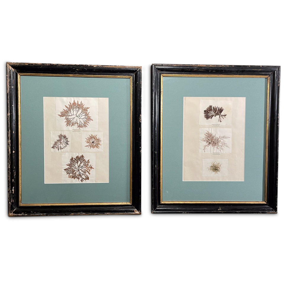 Pair of Early Victorian Seaweed Pressings in Antique Frames