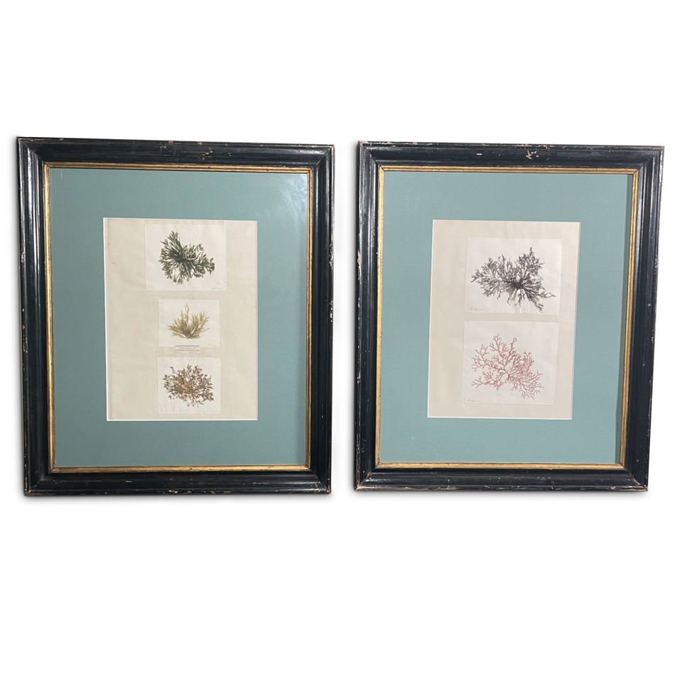 Pair of Early Victorian Seaweed Pressings in Antique Frames