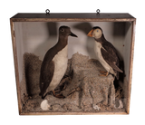 Victorian Cased Mounted Taxidermy Puffin and Guilemot