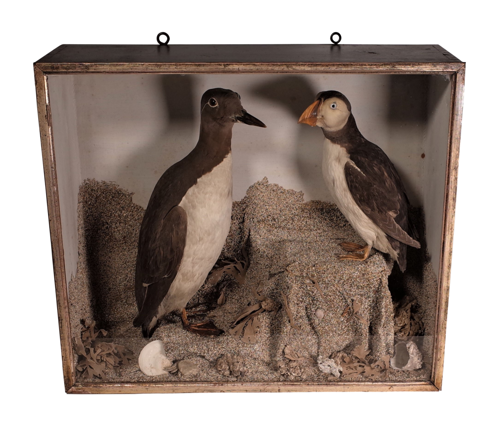 Victorian Cased Mounted Taxidermy Puffin and Guilemot