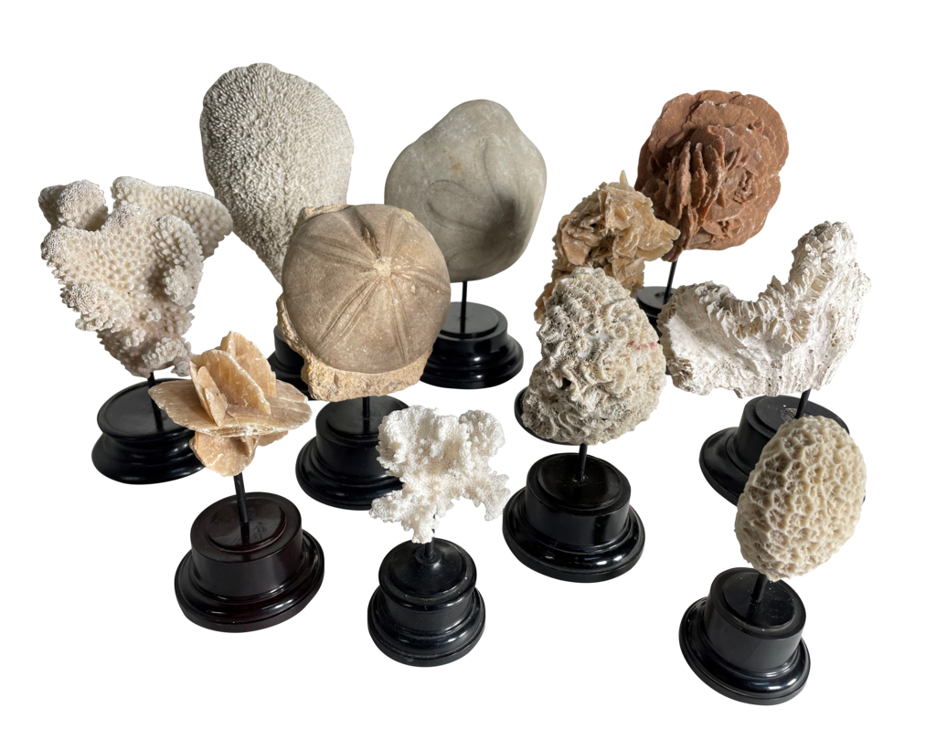 Collection of Eleven Coral Pieces Mounted onto Turned Ebonised Stands
