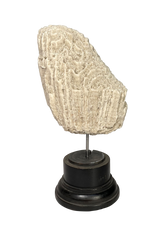 Mounted Brain Coral